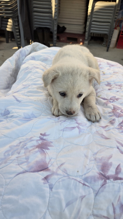 익산유기동물보호소_445468202502998