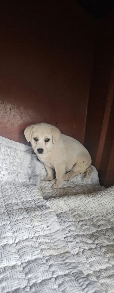 보호중 믹스견의 가…