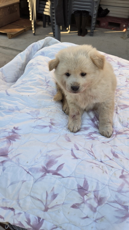 보호중 진도견의 가…