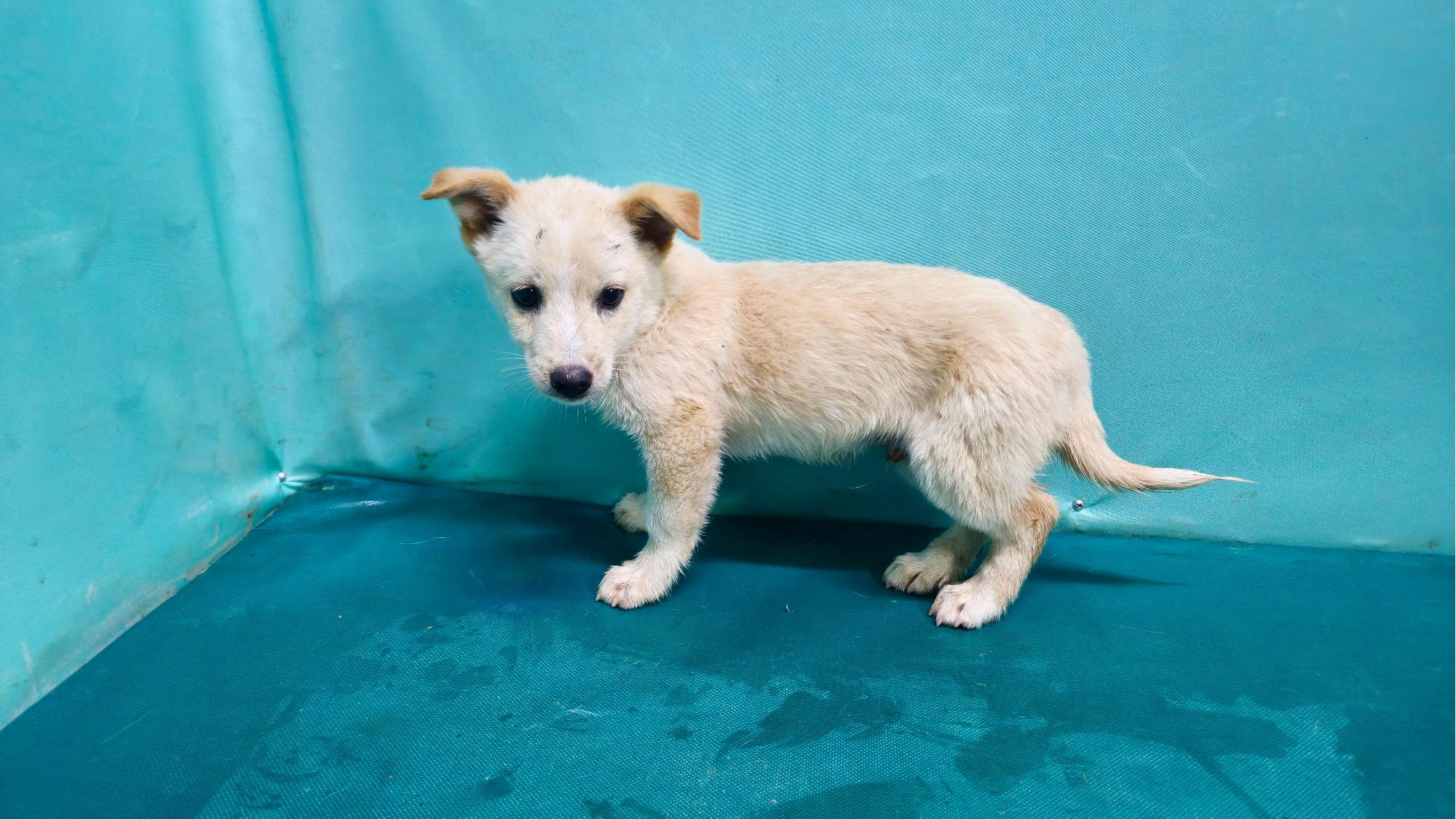 종료(자연사) 믹스…