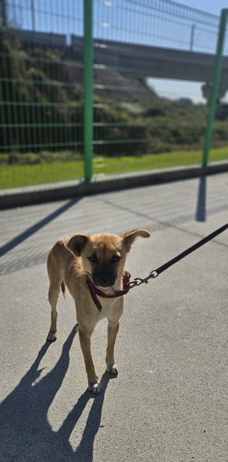 익산유기동물보호소_445468202502993