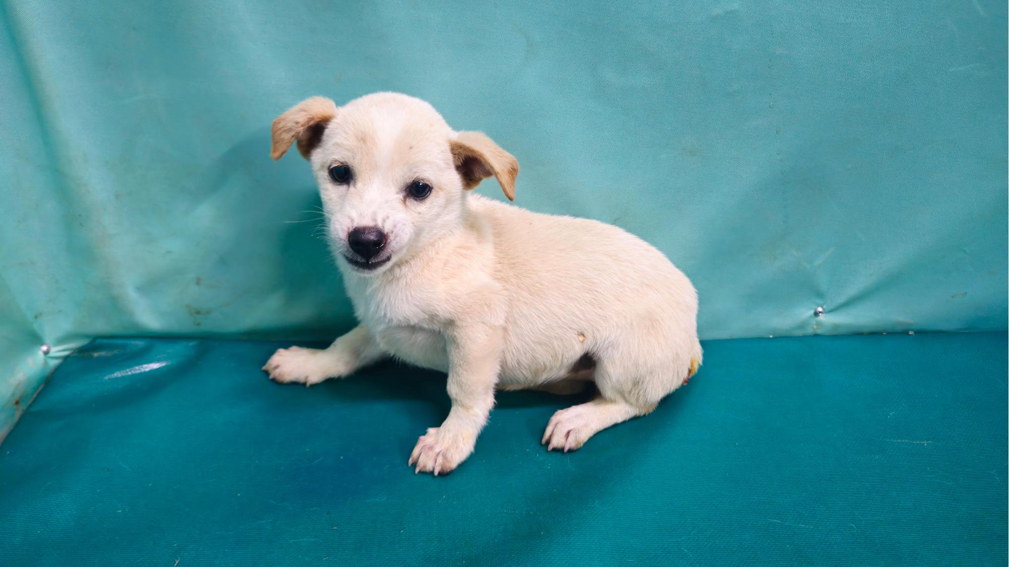 경산시유기동물보호소_447513202501324