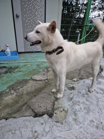 종료(입양) 믹스견…