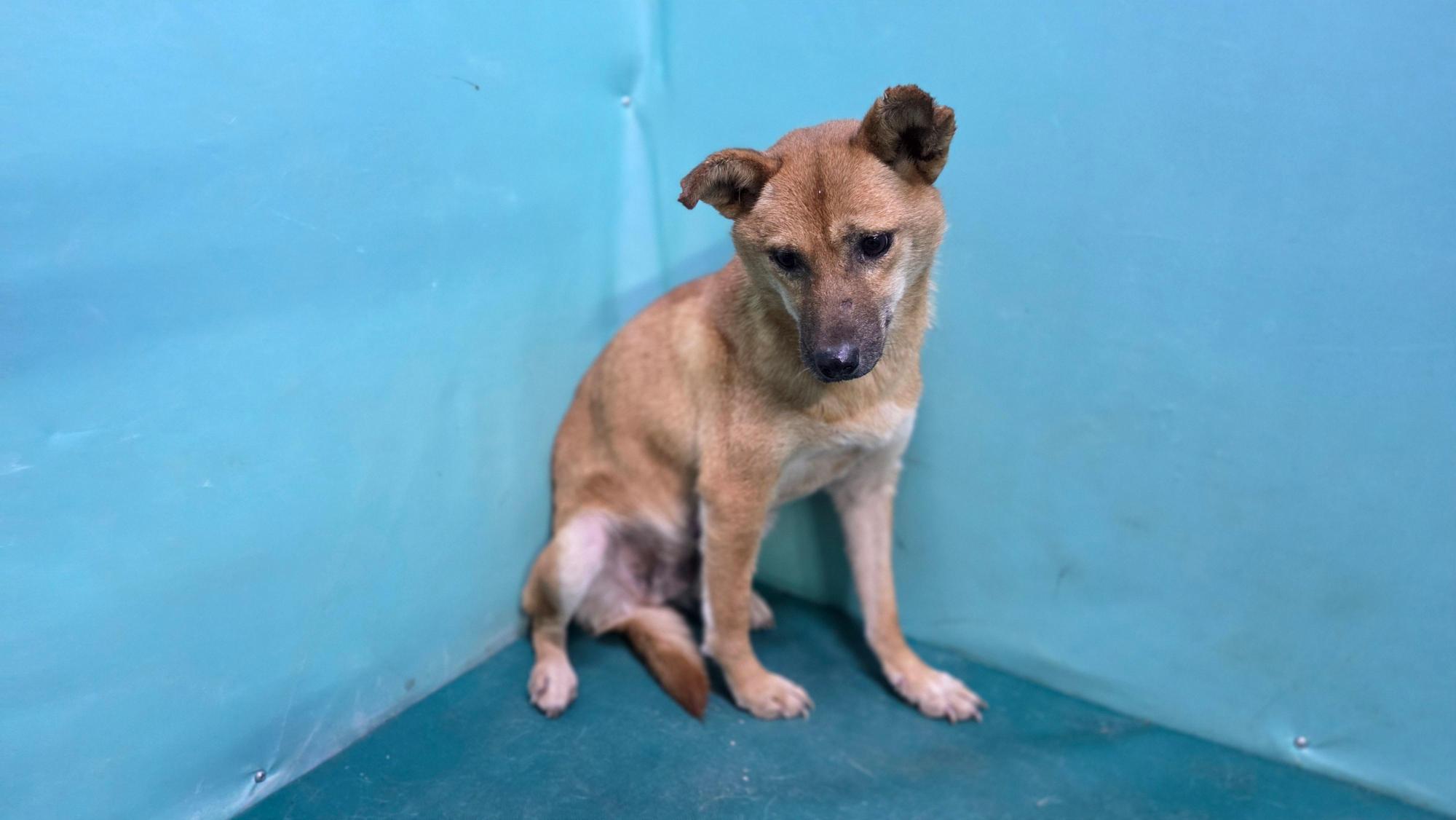 보호중 믹스견의 가…