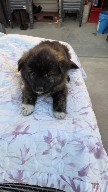 익산유기동물보호소_445468202503000