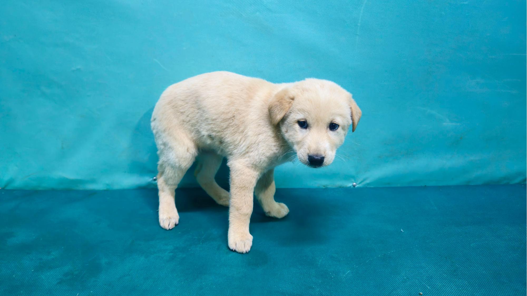 보호중 믹스견의 가…