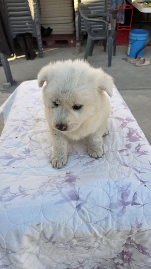 보호중 진도견의 가…