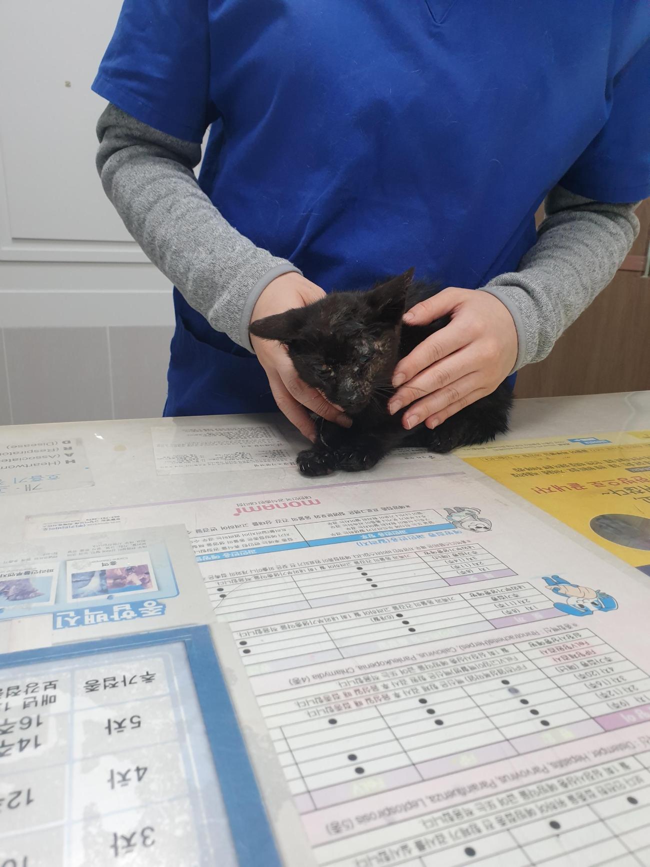 종료(자연사) 한국…