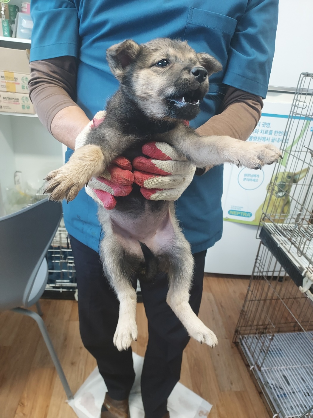 종료(입양) 믹스견…