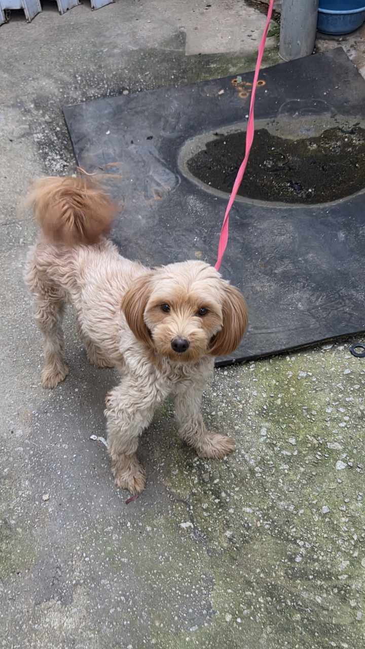 보호중 믹스견의 가…