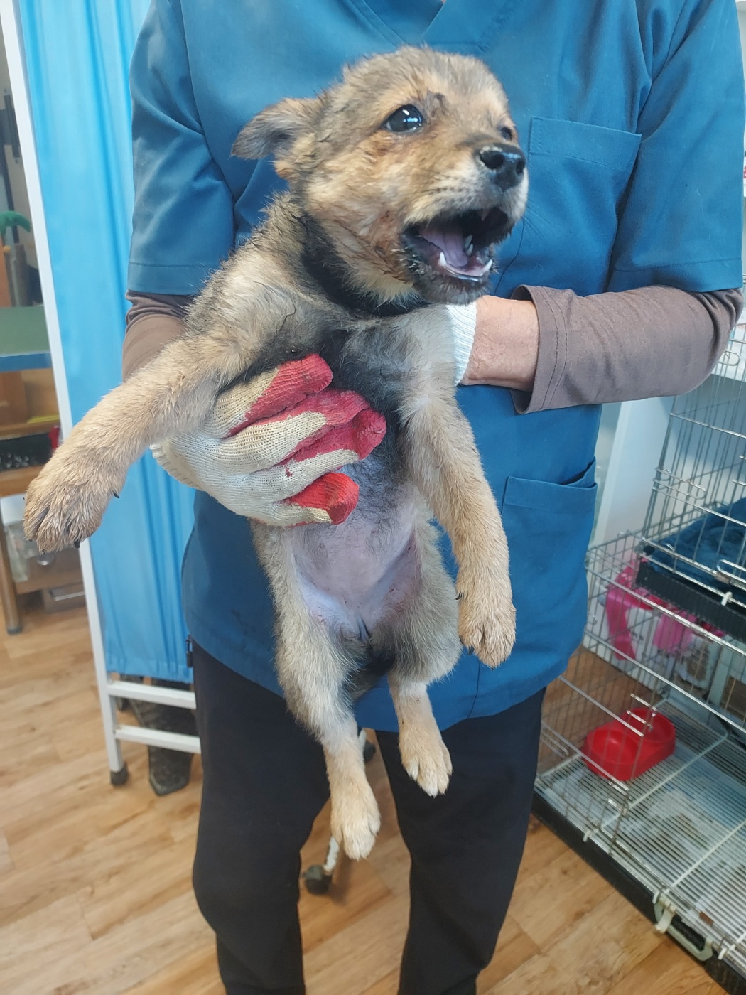 종료(안락사) 믹스…