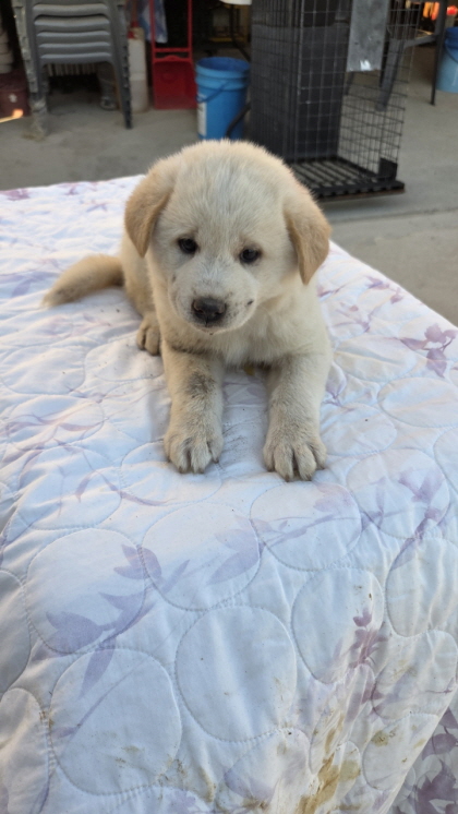 보호중 진도견의 가…