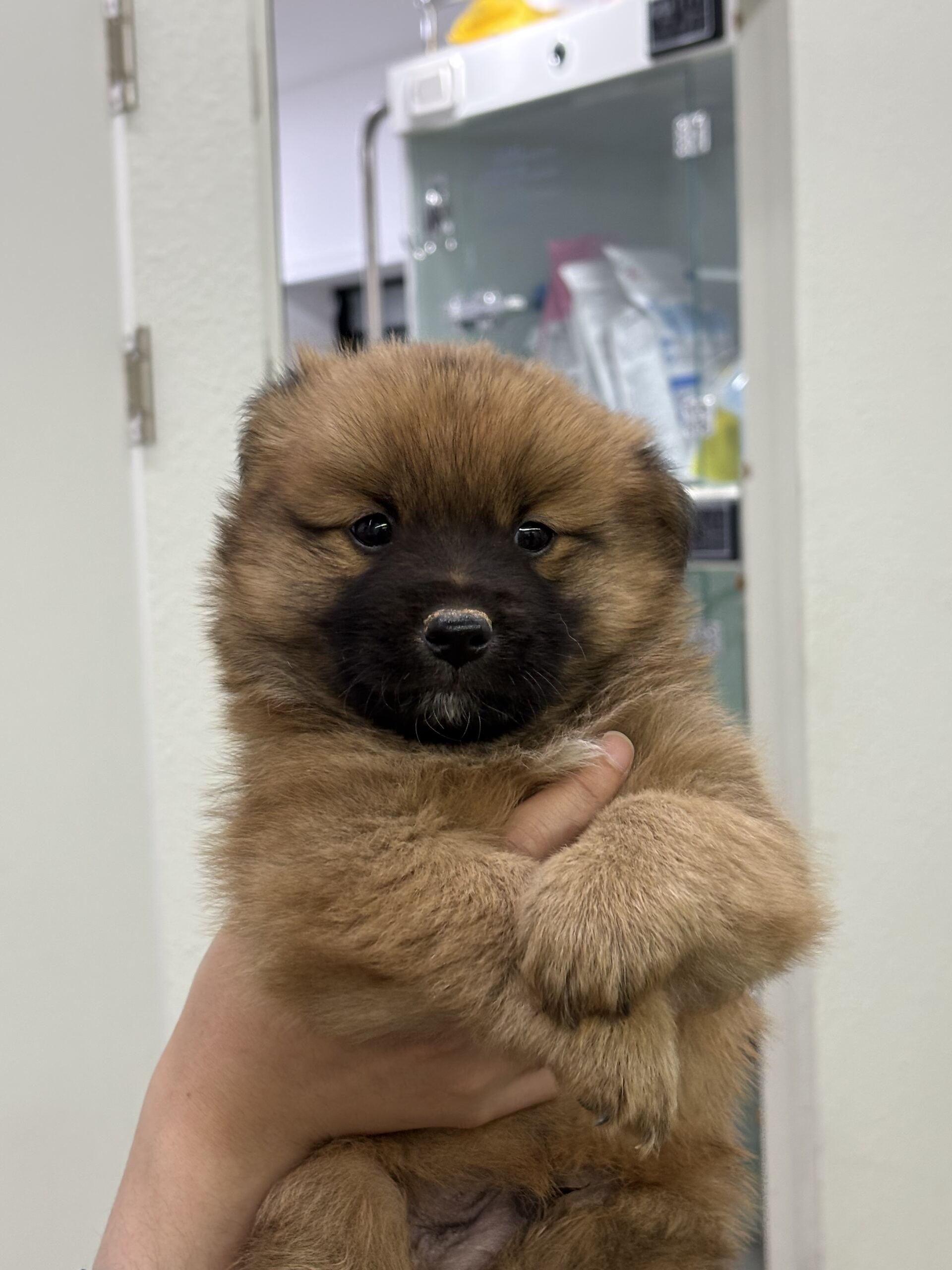 디디동물병원_428357202501554