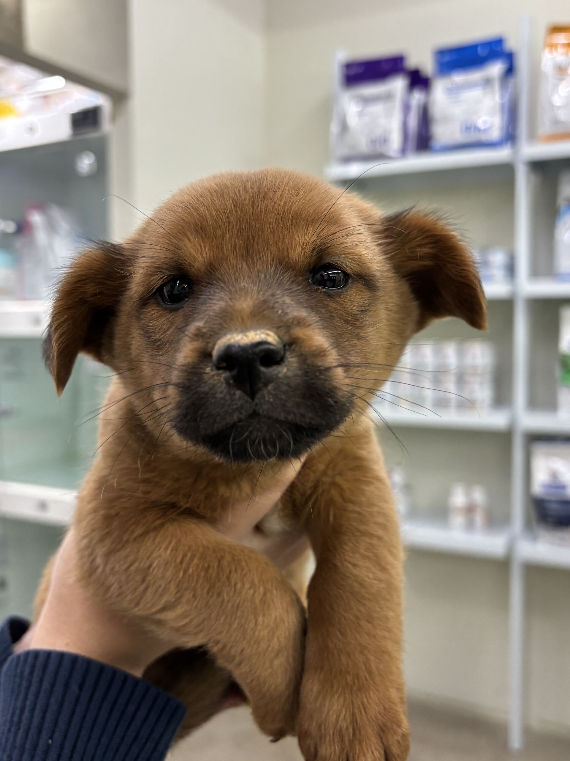 보호중 믹스견의 가…