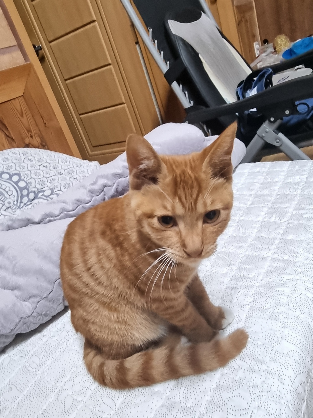 보호중 한국 고양이…