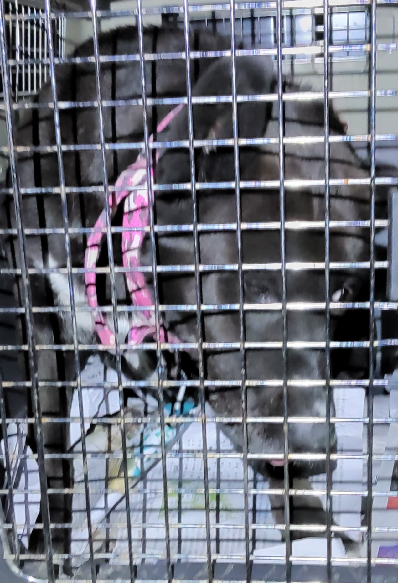 목포시유기동물보호소_446480202501471