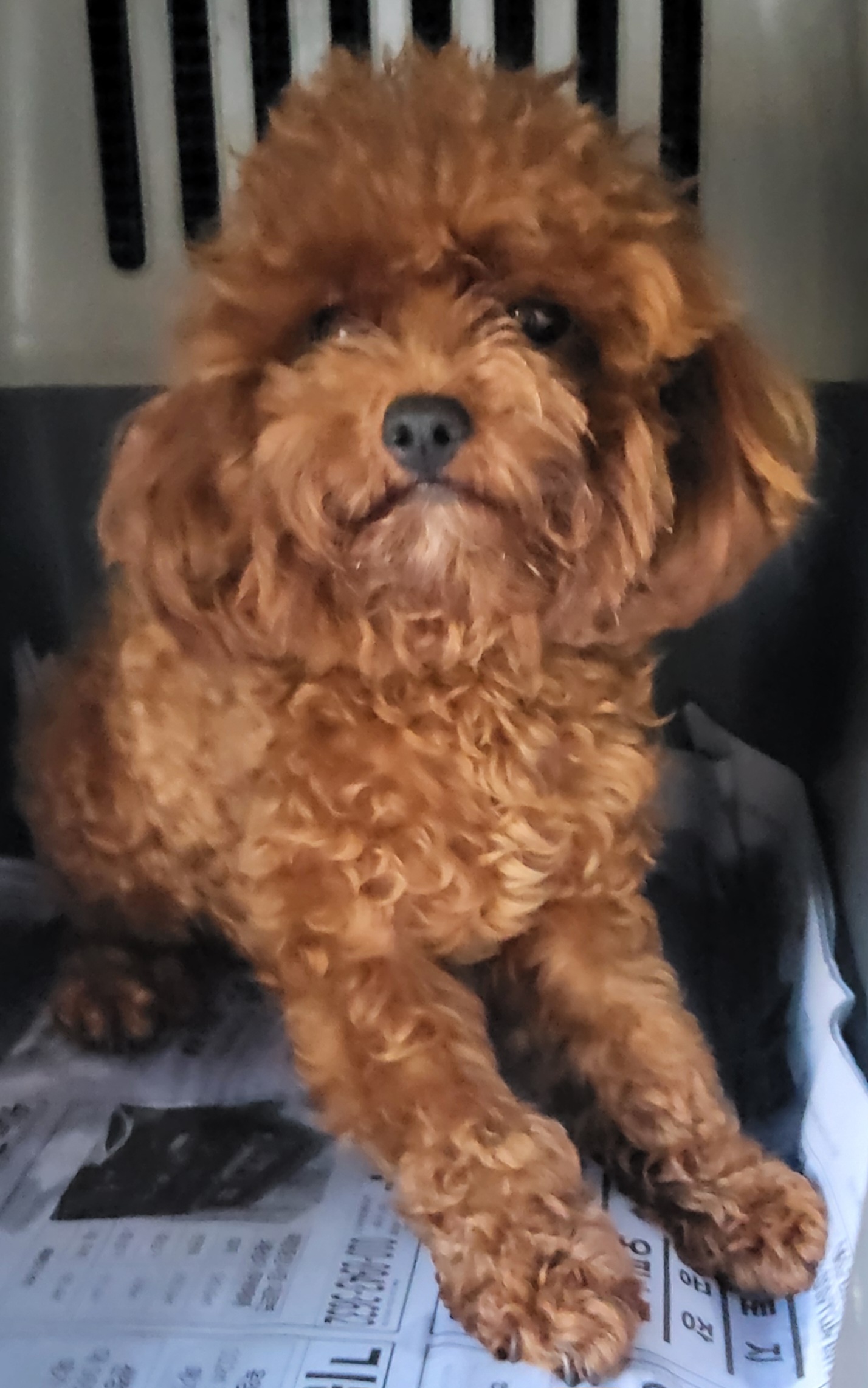 목포시유기동물보호소_446480202501470