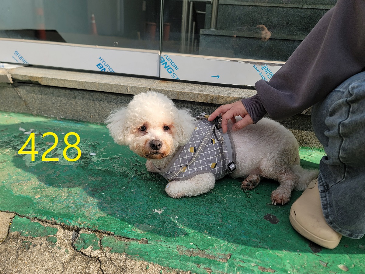 보호중 비숑 프리제…