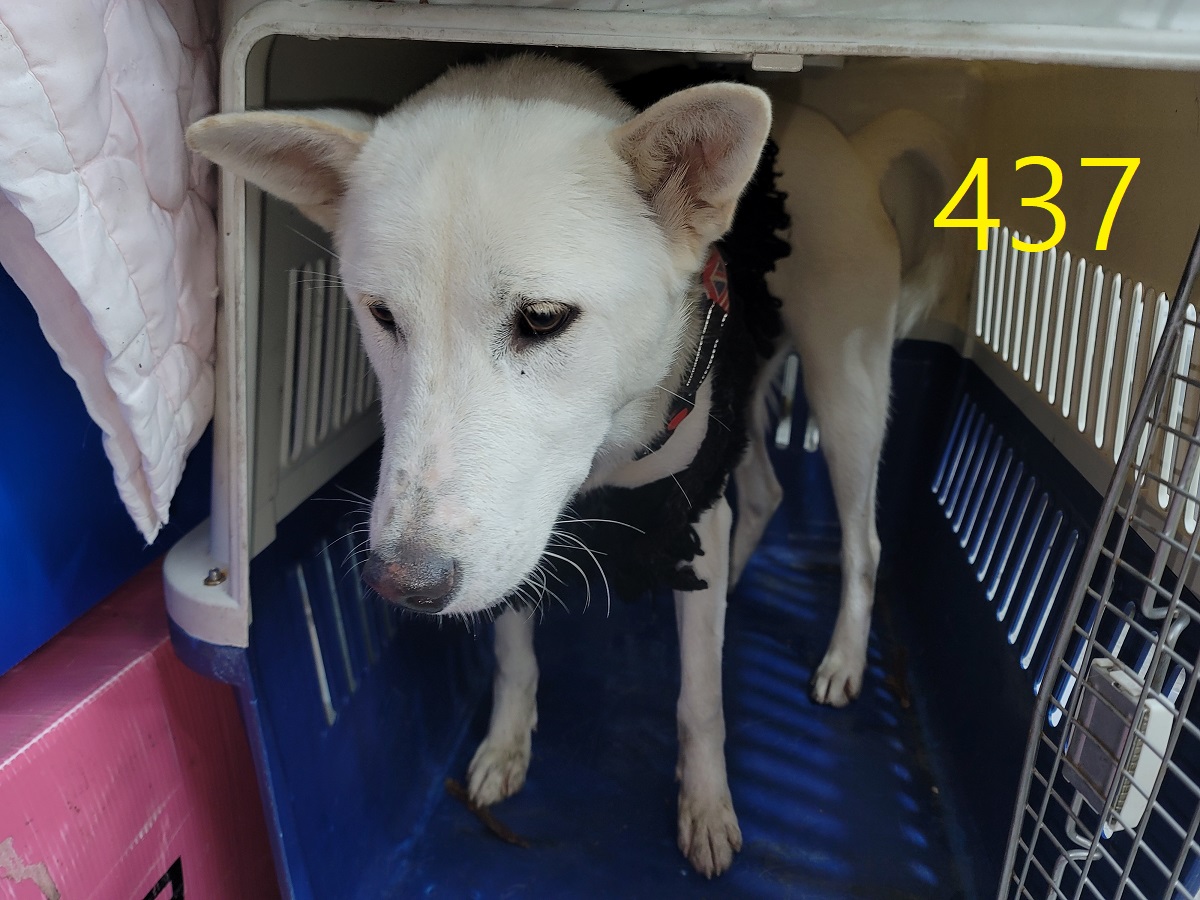 종료(반환) 믹스견…