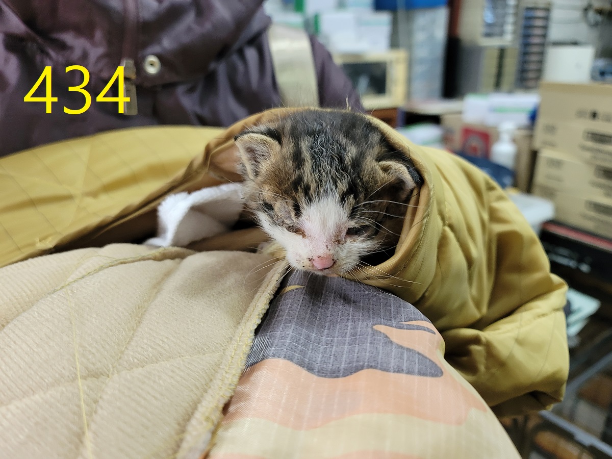 보호중 한국 고양이…