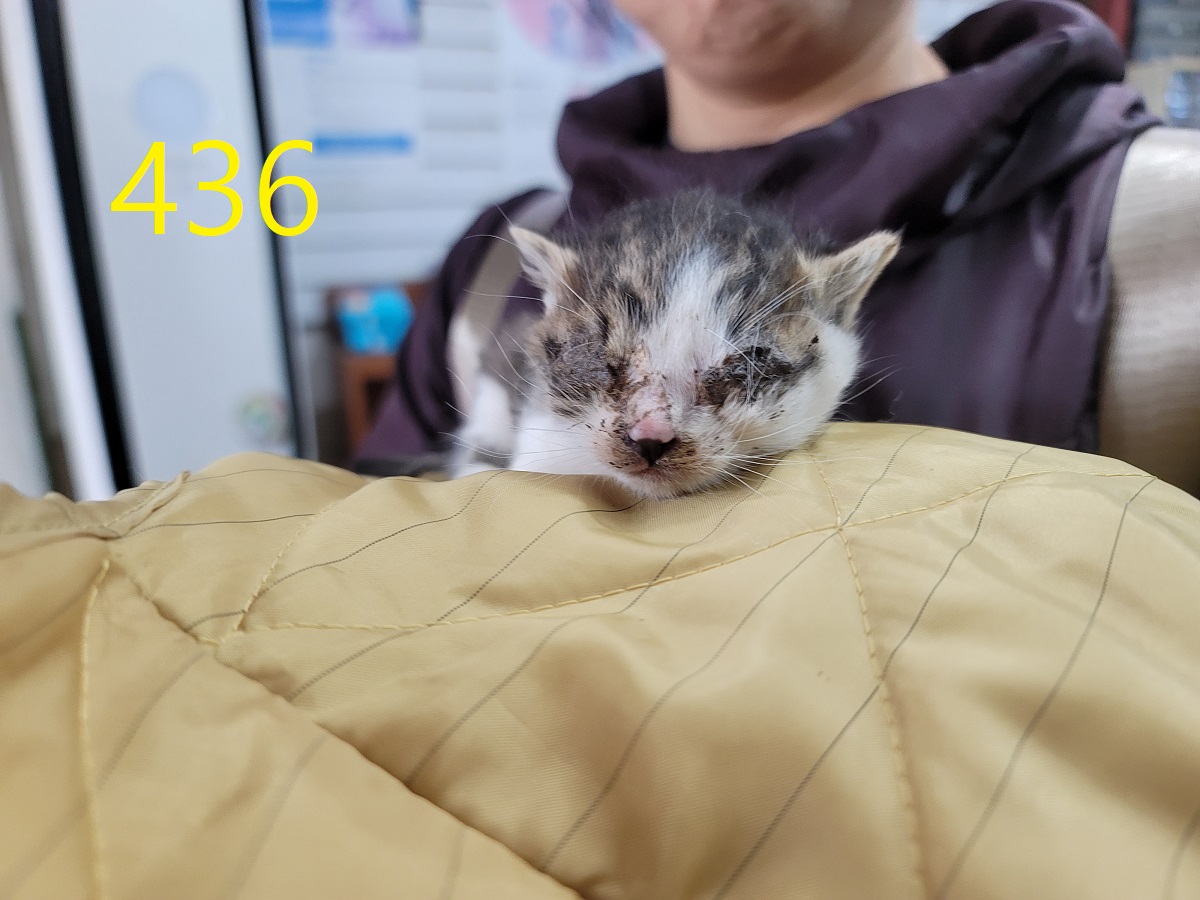 신영재동물병원_428355202500731