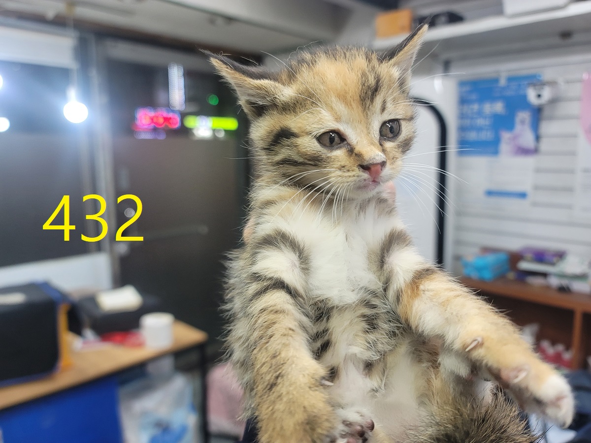 종료(자연사) 한국…