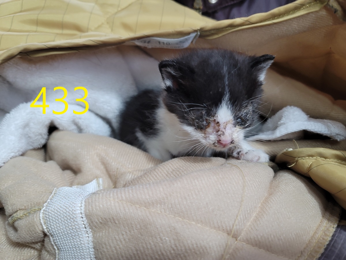 신영재동물병원_428355202500728