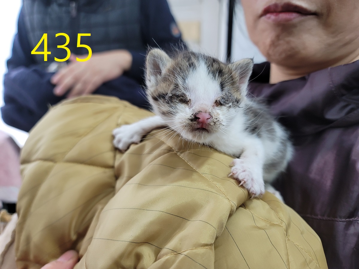 보호중 한국 고양이…