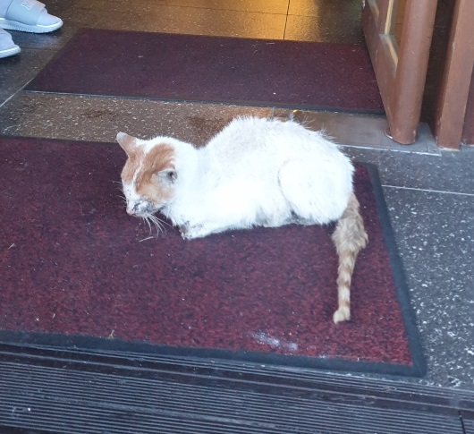 종료(자연사) 한국…