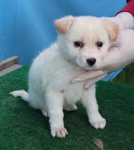 제주 동물보호센터_450650202502963