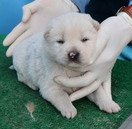 보호중 믹스견의 가…