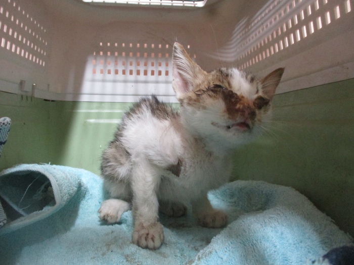 동물보호관리협회_426329202500833