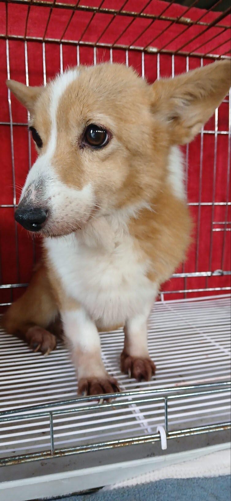 (사)동물보호관리협회_448535202501617