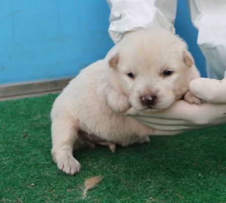 보호중 믹스견의 가…