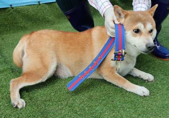 보호중 믹스견의 가…