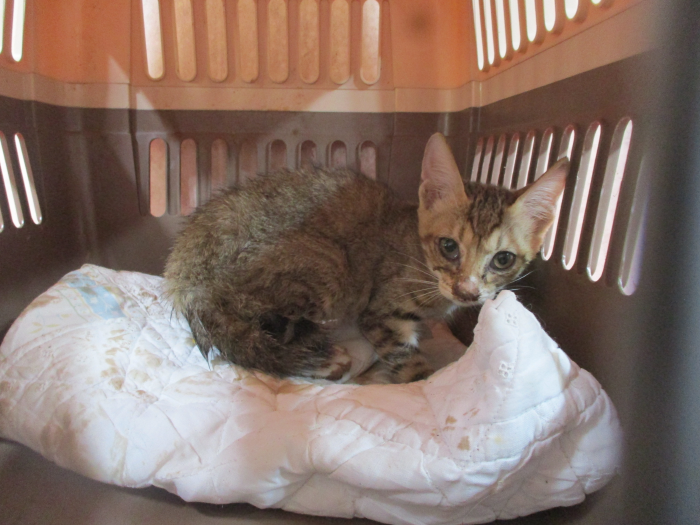 동물보호관리협회_426329202500834