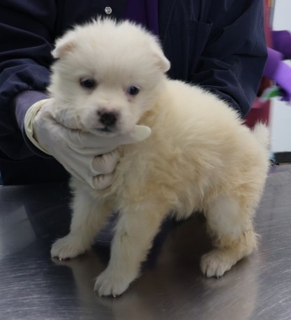 종료(입양) 믹스견…