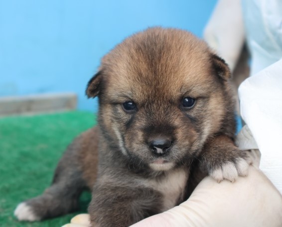 보호중 믹스견의 가…