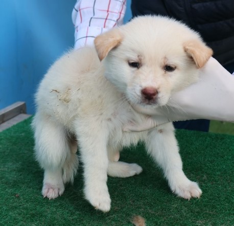 보호중 믹스견의 가…