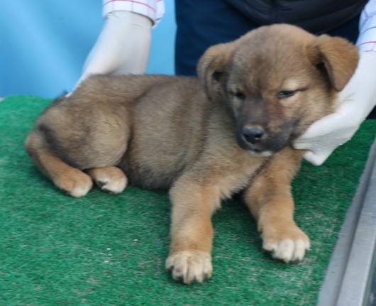 제주 동물보호센터_450650202502970