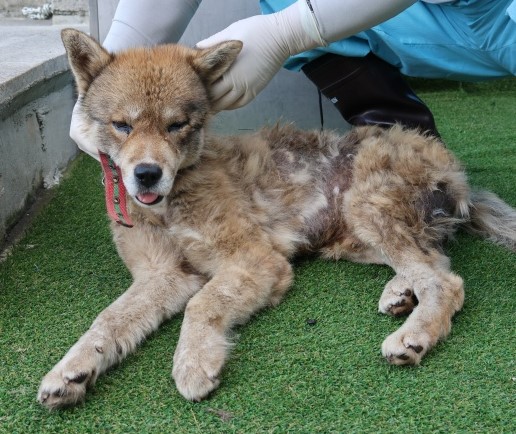 제주 동물보호센터_450650202502971