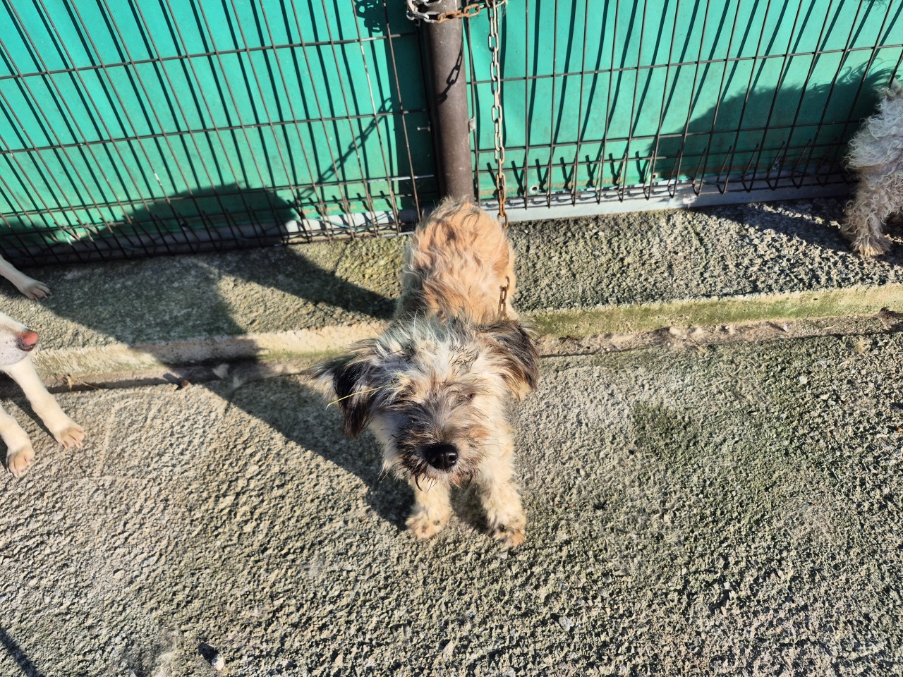 보호중 믹스견의 가…