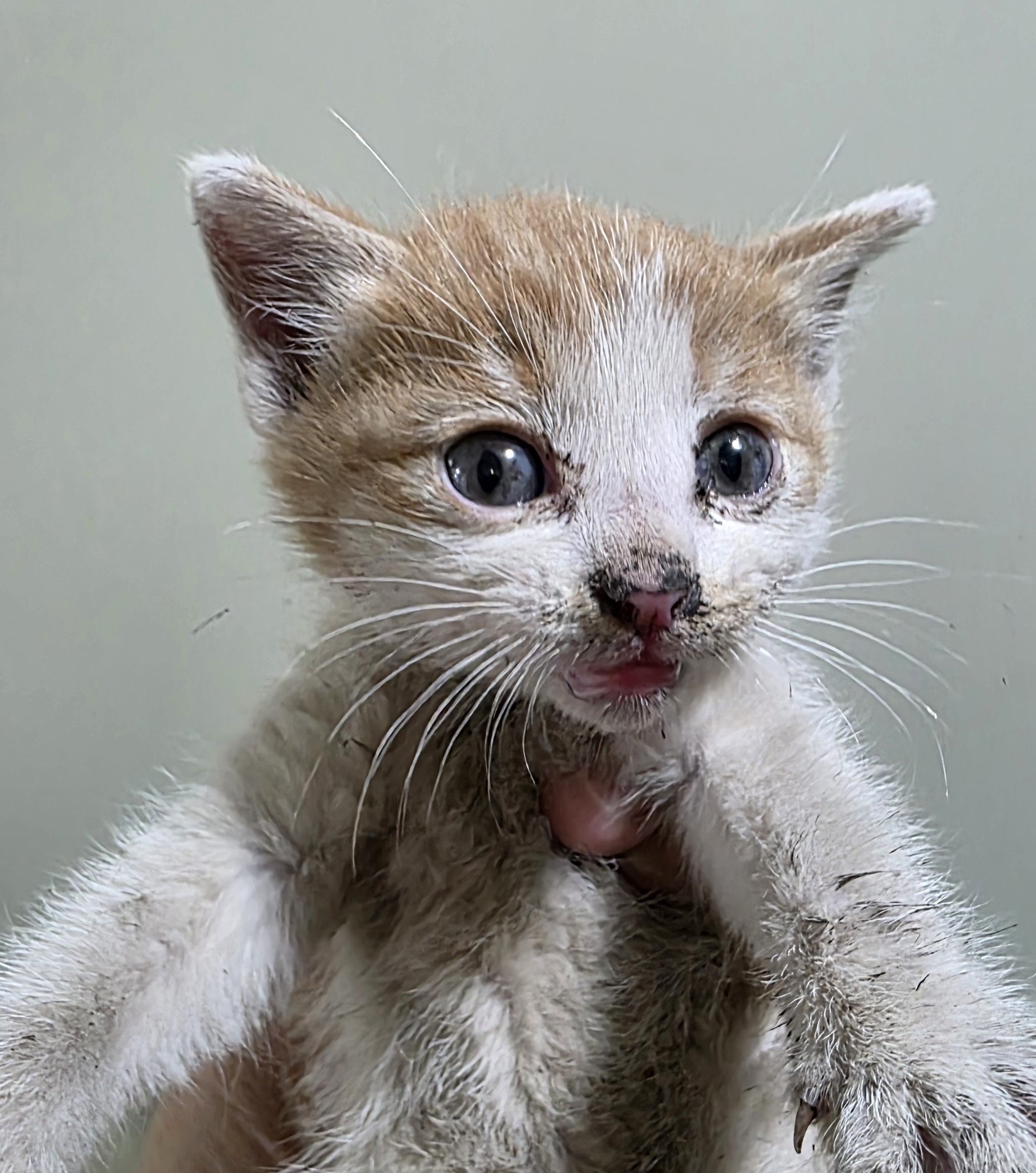 대구유기동물보호센터_427342202500859