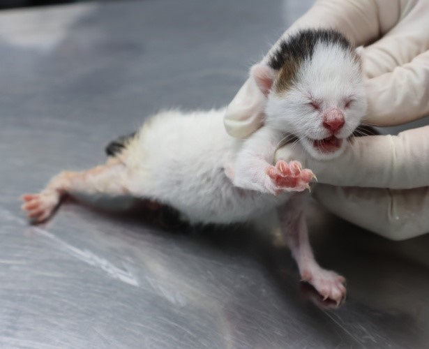 제주 동물보호센터_450650202502983