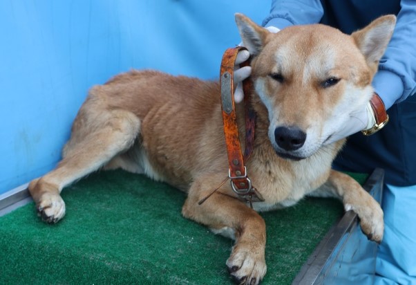 보호중 믹스견의 가…