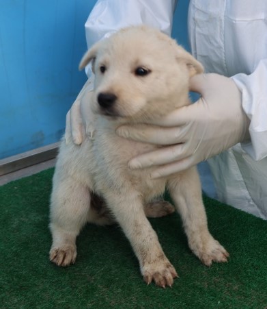 보호중 믹스견의 가…