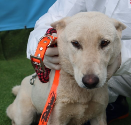 제주 동물보호센터_450650202502973