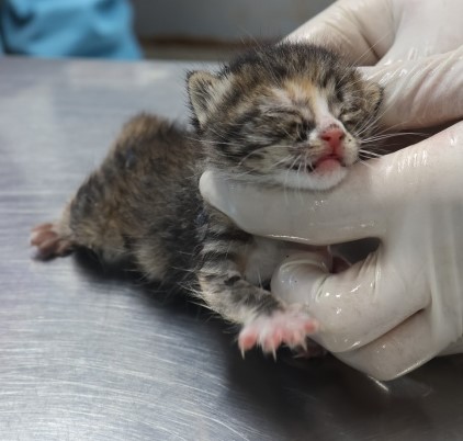 종료(자연사) 한국…