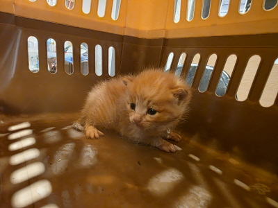 보호중 믹스묘의 가…