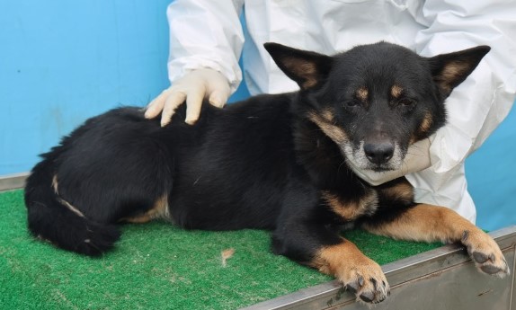 보호중 믹스견의 가…